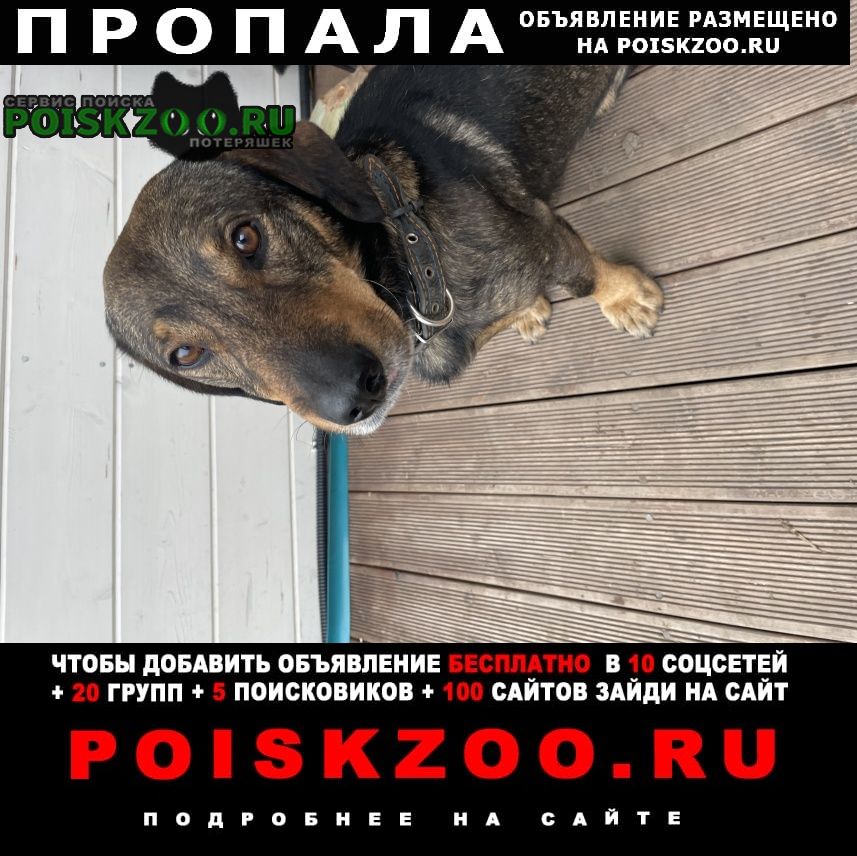 Пропала собака кобель метис Нижний Новгород