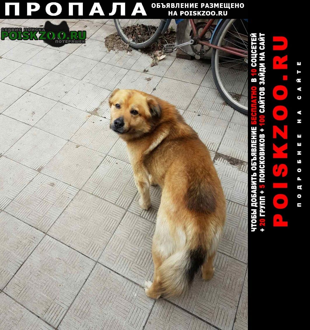 Пропала собака кобель Чапаевск