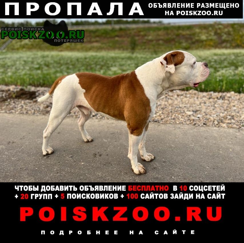 Пропала собака кобель 08. 04 Климовск