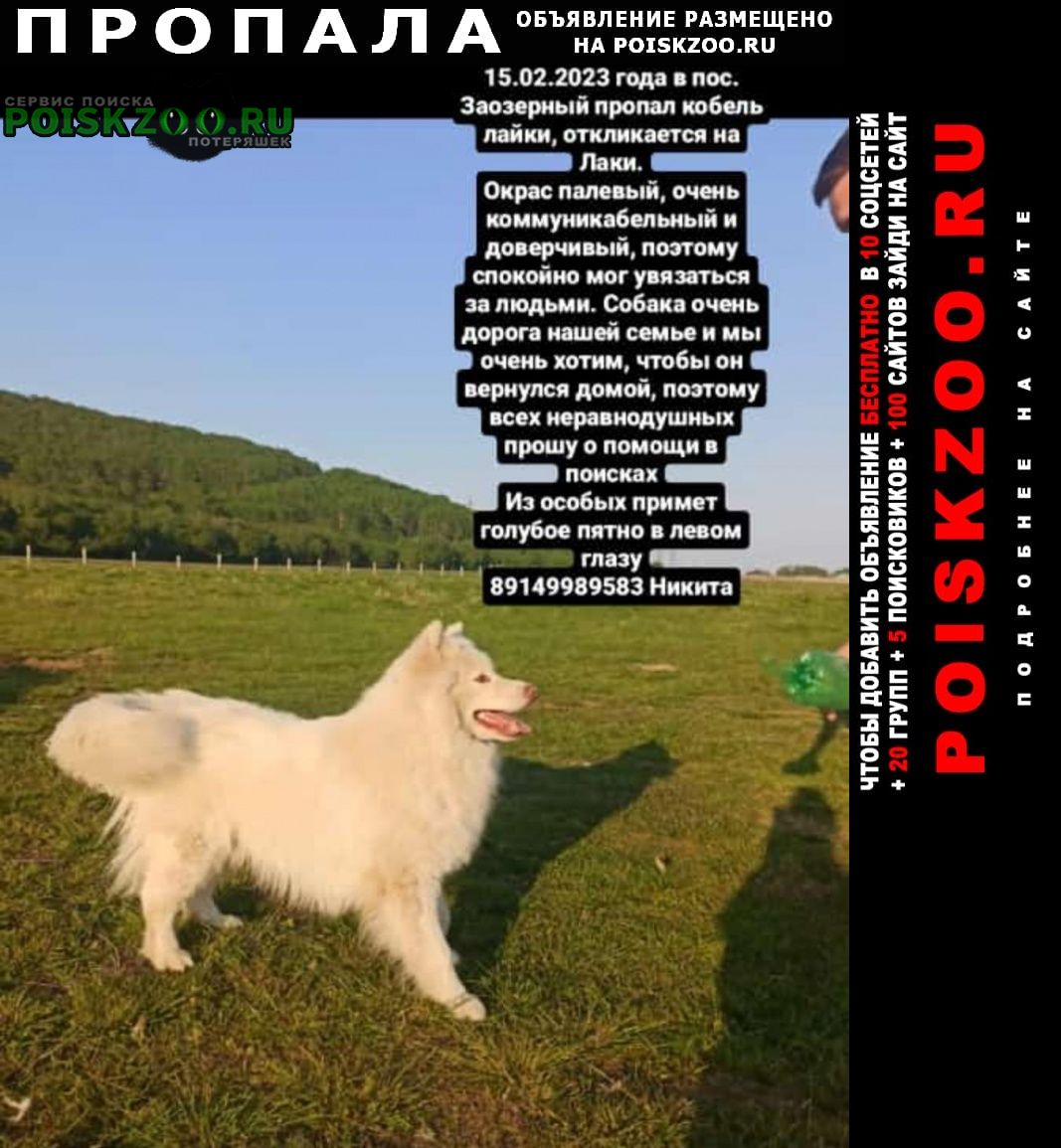 Пропала собака кобель Петропавловск-Камчатский