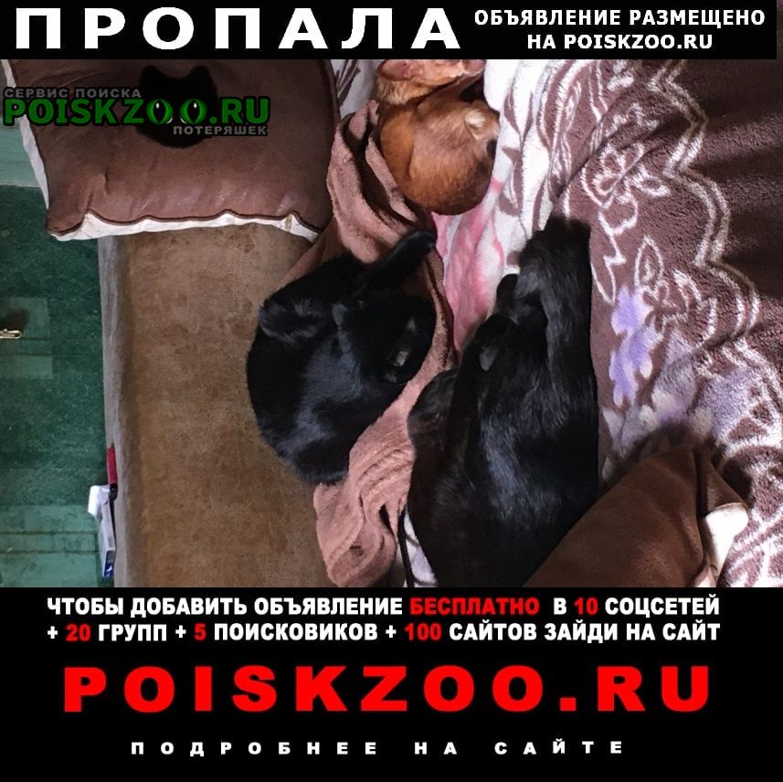 Новороссийск Пропала собака кобель той-терьер мини