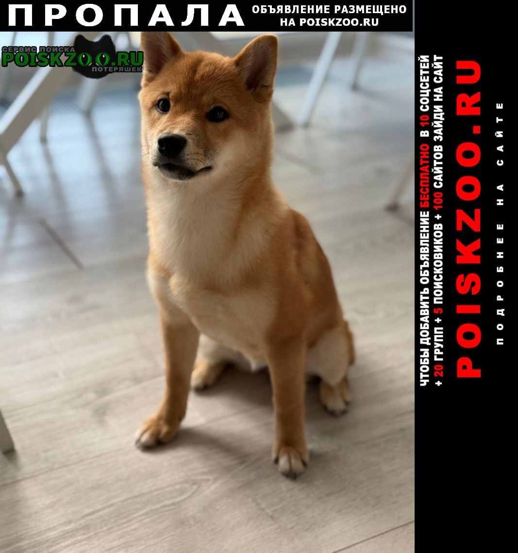 ���� ������� ������ ����� ����-���