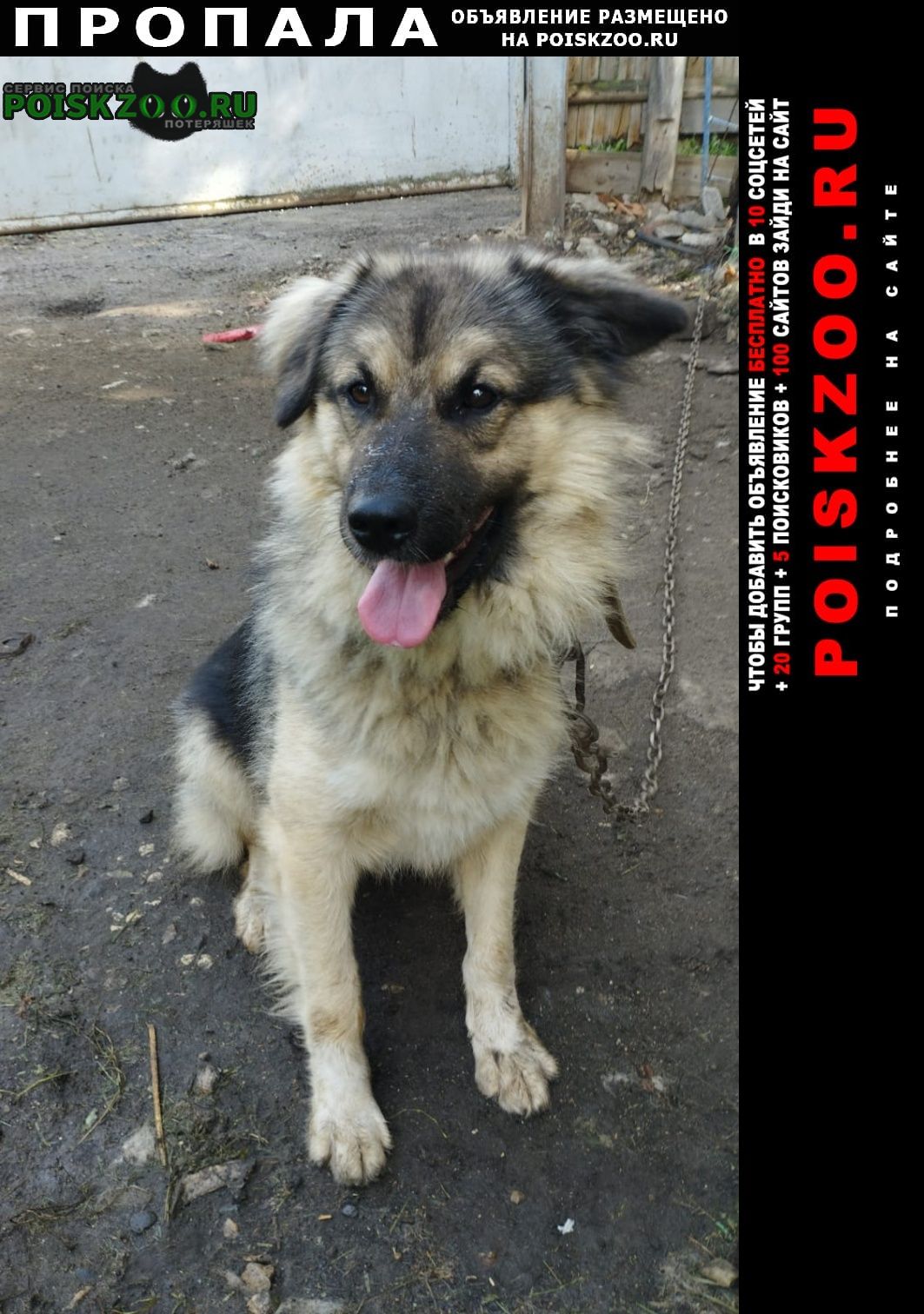 Пропала собака кобель в ю-п Юрьев-Польский