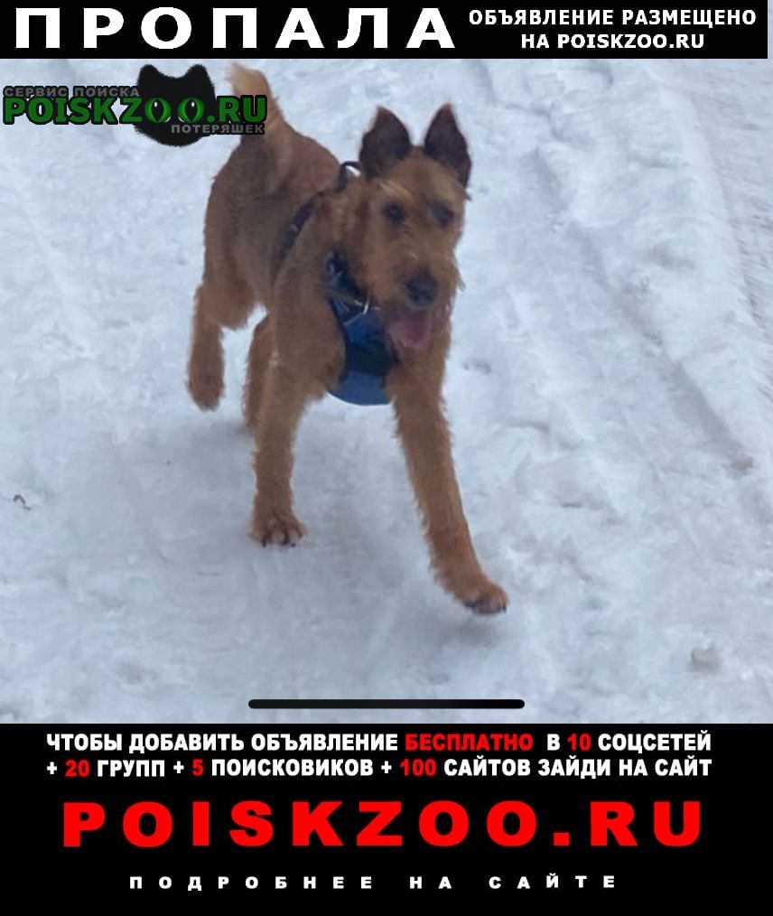 Пропала собака кобель Малоярославец