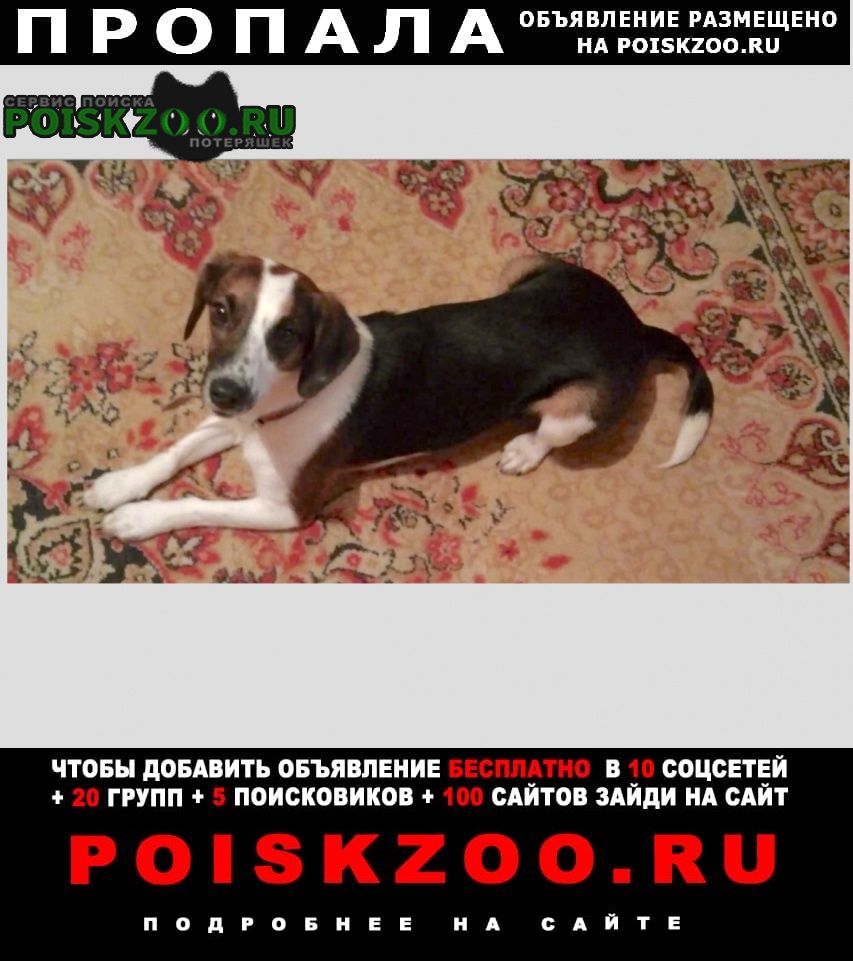 Пропала собака пугливая дина Киреевск