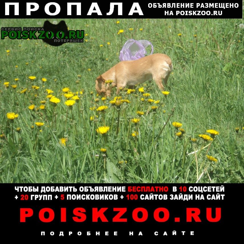 Пропала собака пинчер Новокузнецк