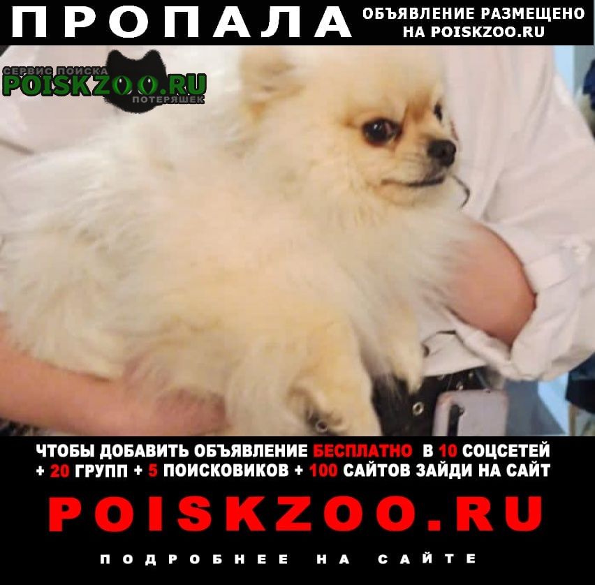 Пропала собака кобель шпиц Ставрополь
