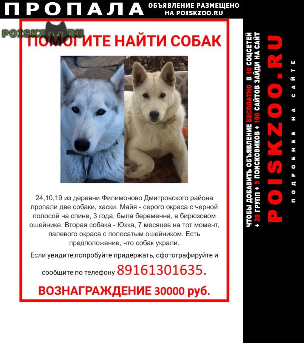 Потеряна собака московская область. Пропала собака. Объявление о пропаже собаки хаски. Пропали две собаки. Объявление пропала хаски.