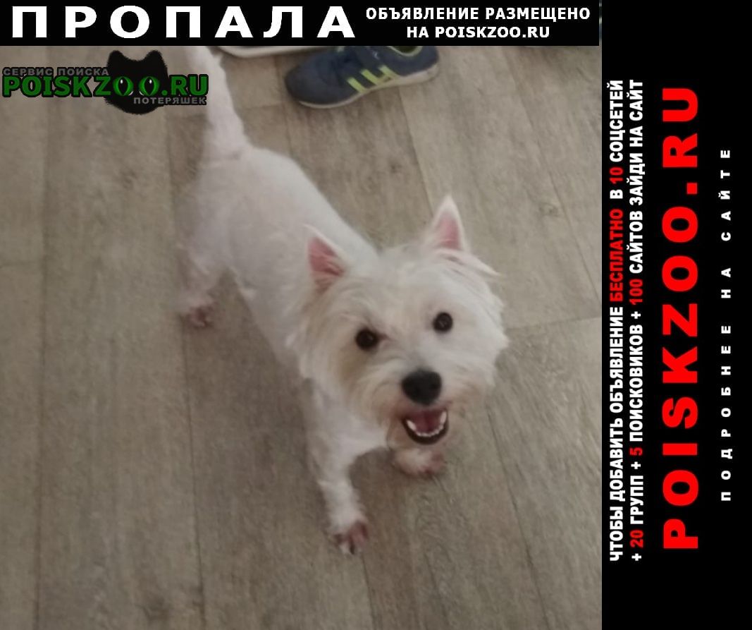 Пропала собака вест-хайленд-уайт-терьер Санкт-Петербург