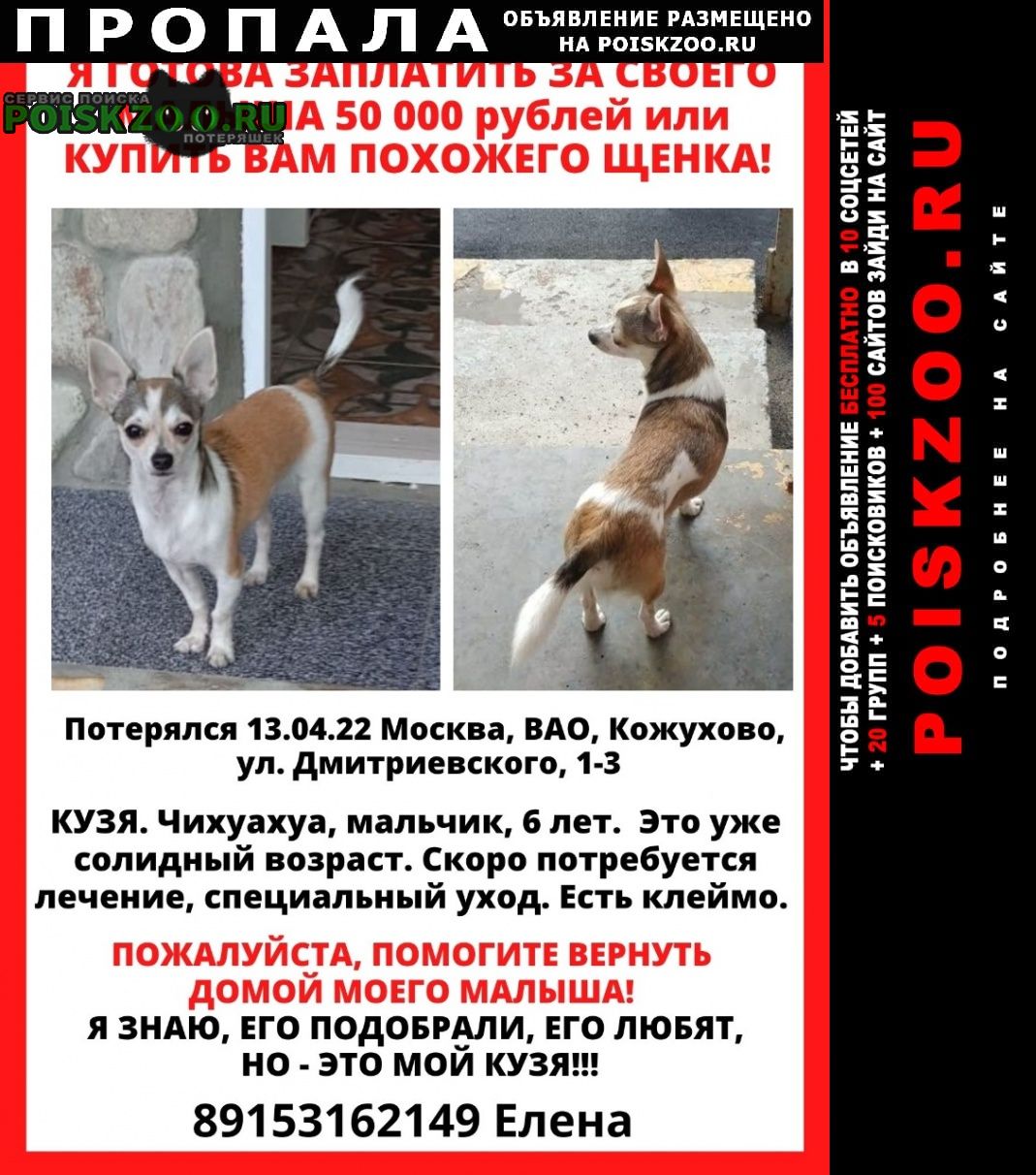 Москва Пропала собака кобель вознаграждение 50000 руб.
