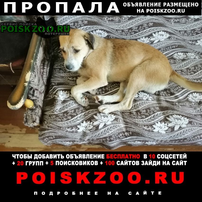 Пропала собака кобель йосик Балашиха