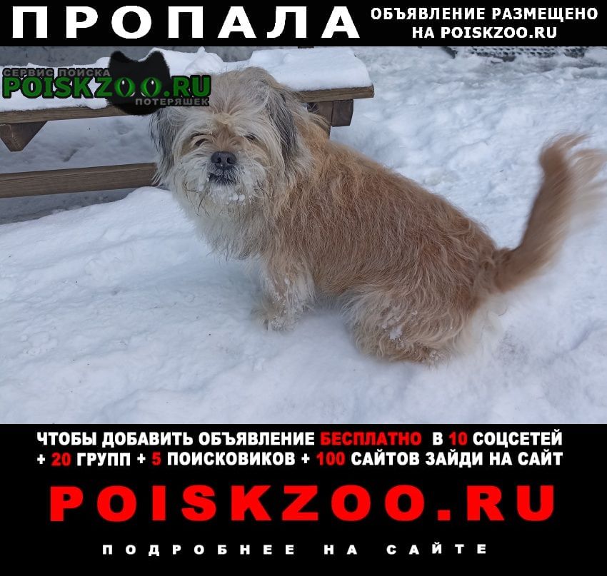 Пропала собака кобель помогите найти Пушкино