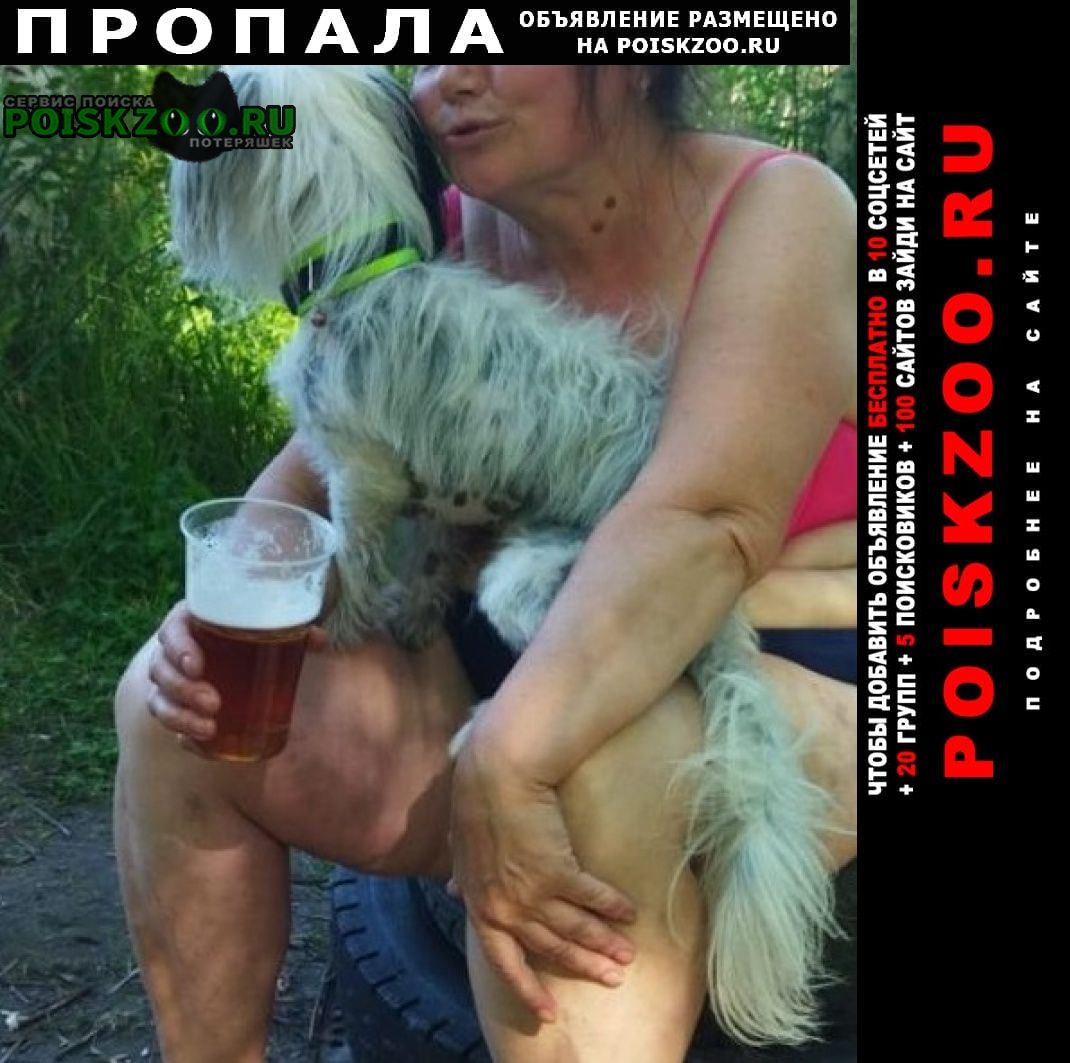 Пропала собака кобель белая собака с чёрным мохом сего Санкт-Петербург