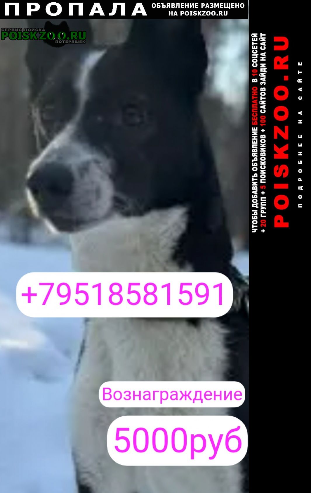 ���� ������� ������