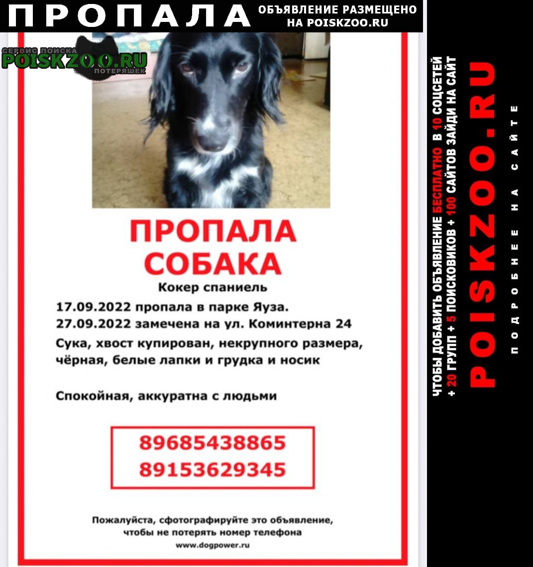 Пропала собака помогите найти Москва