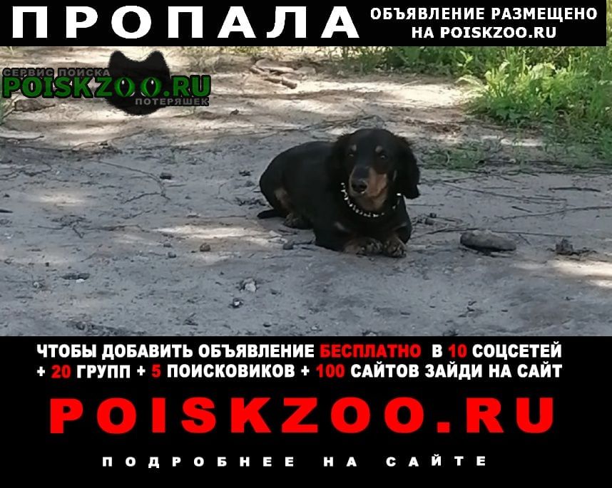 Пропала собака кобель такса Воронеж