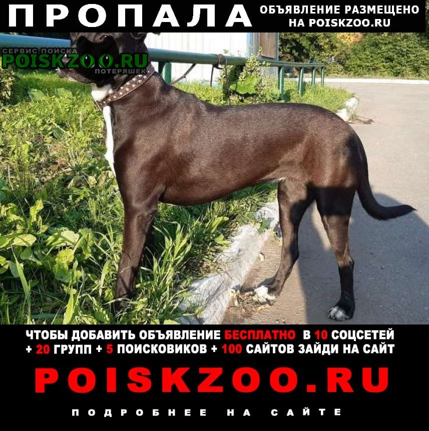 Челябинск Пропала собака черно - коричневая большая - средняя