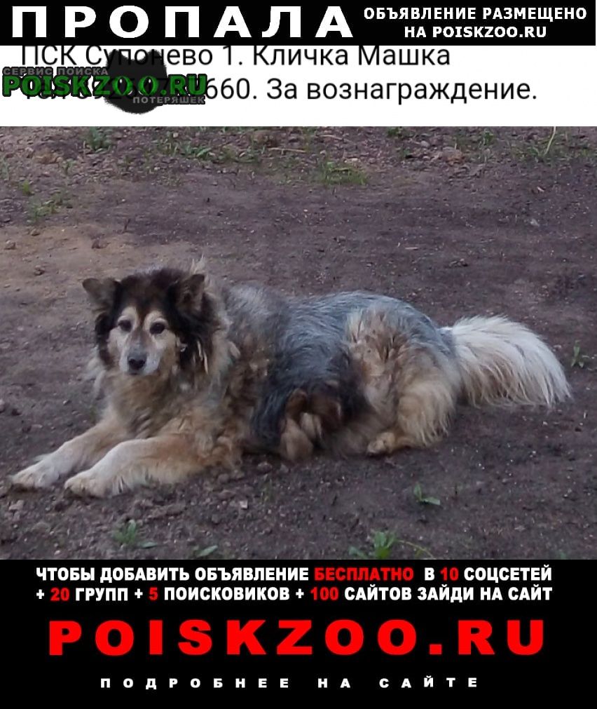 Пропала собака собаке 11 лет Звенигород
