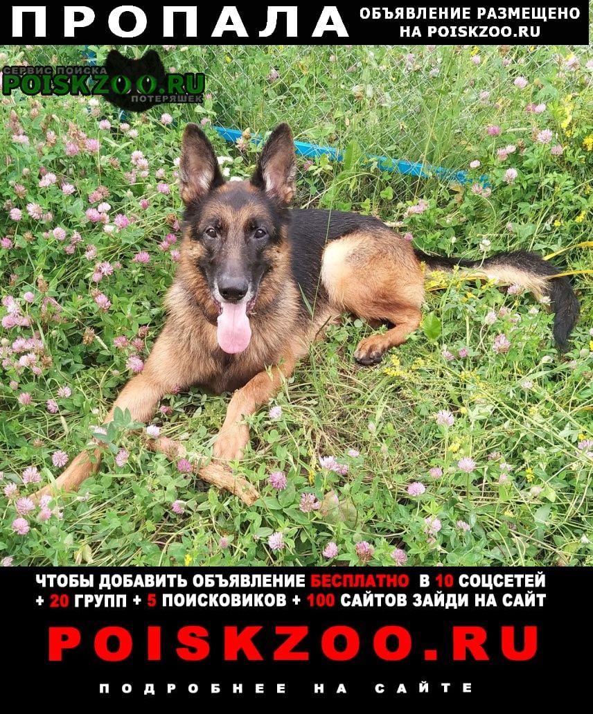 Пропала собака кобель помогите найти Иркутск