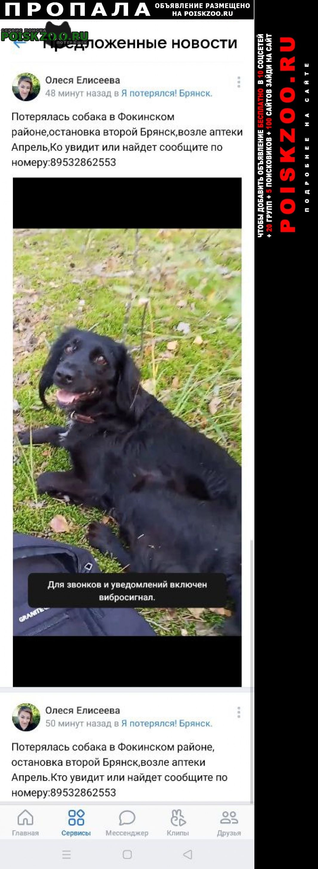 Пропала собака боня Брянск