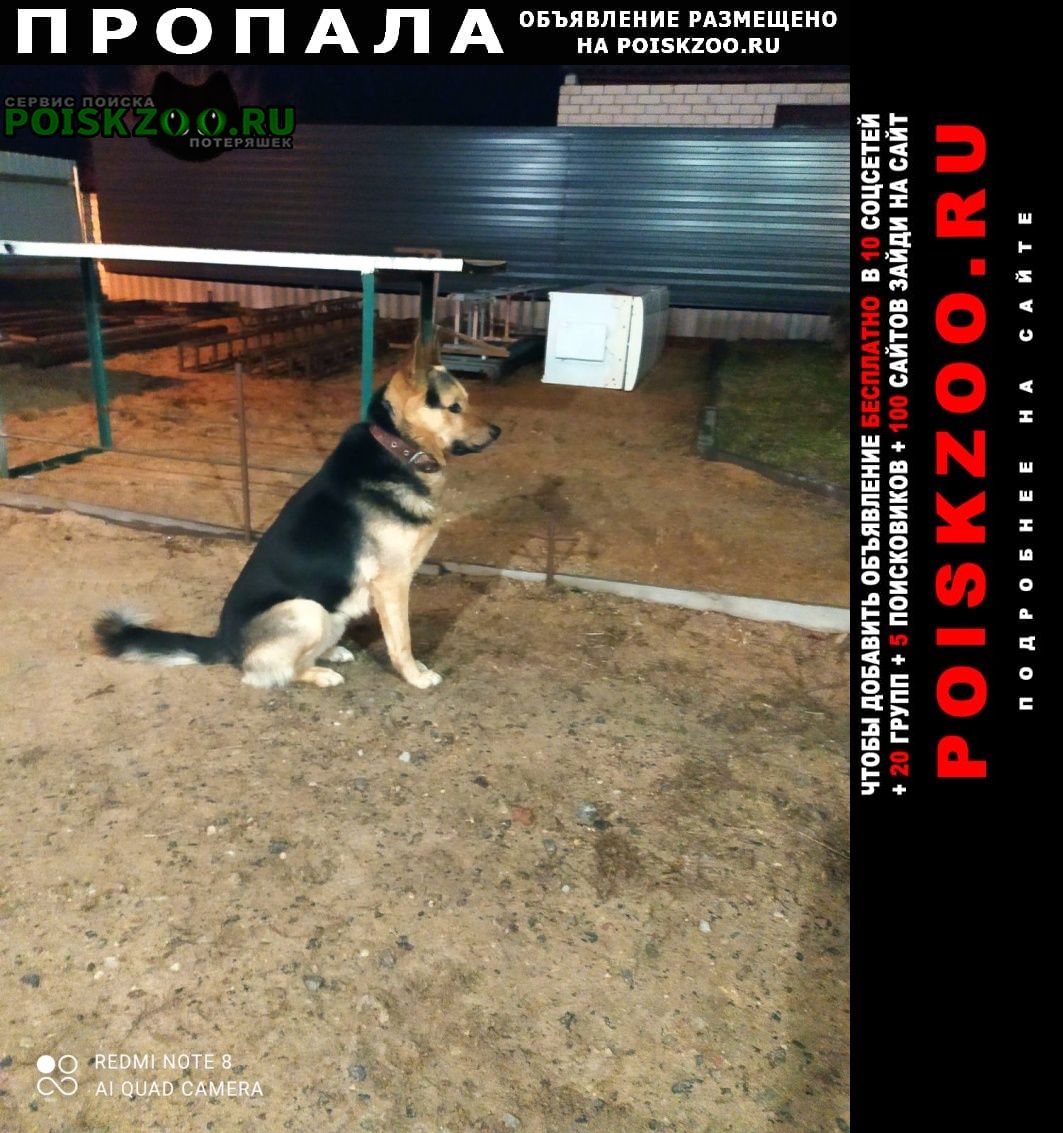 Брест Брестская обл. Пропала собака кобель помогите найти пса