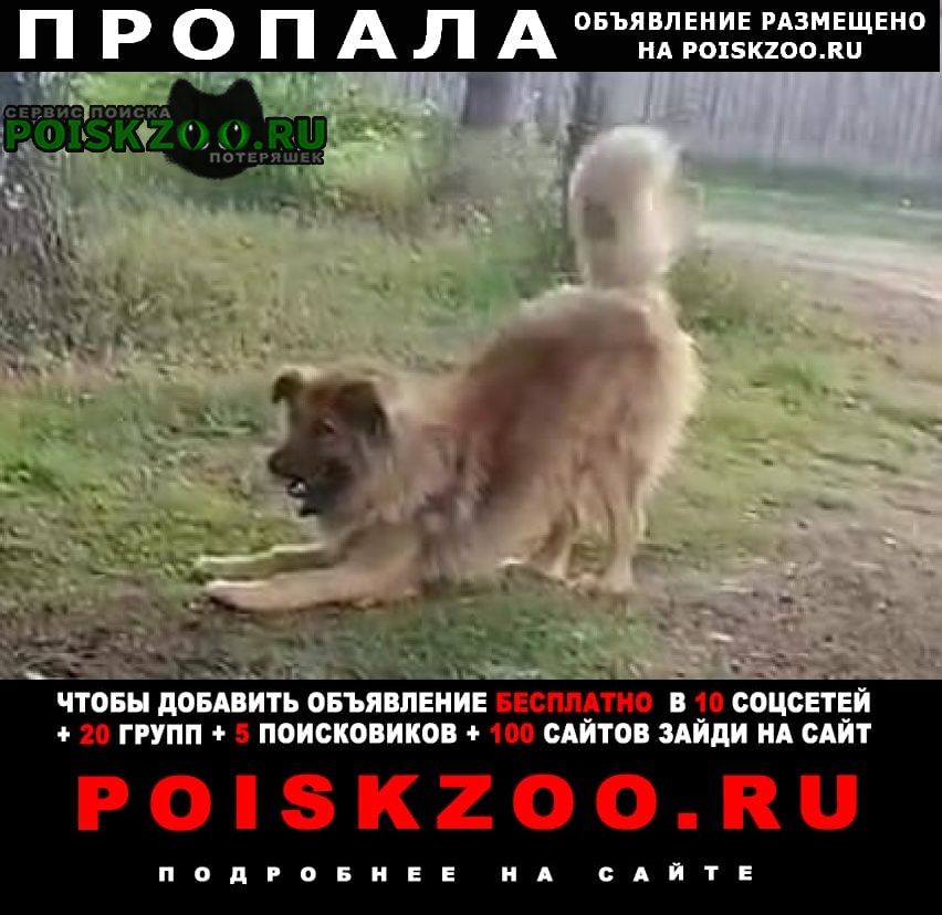 Соликамск Пропала собака кобель потерялась собачка