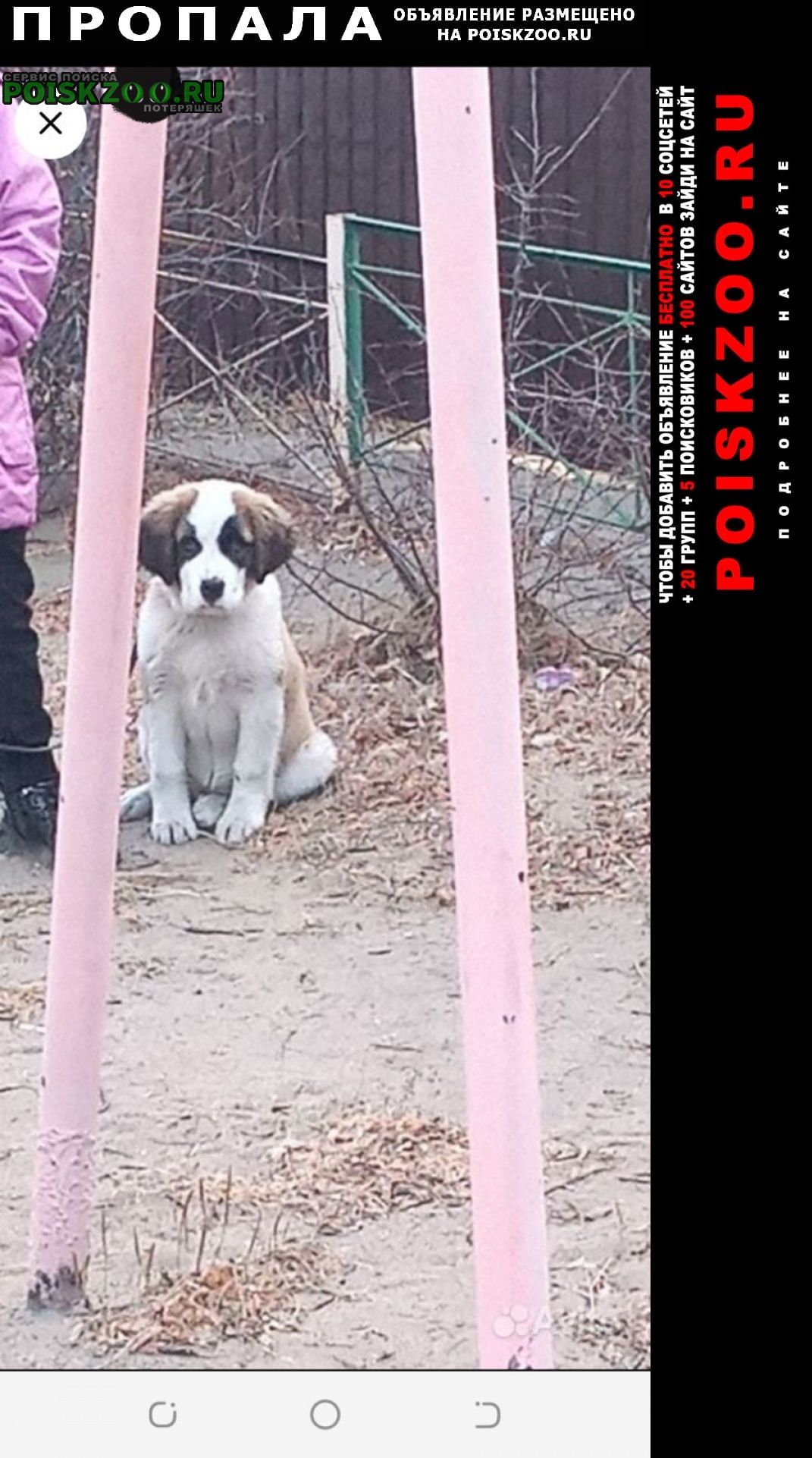 Пропала собака щенок сенбернара сучка 5 месяцев Чита