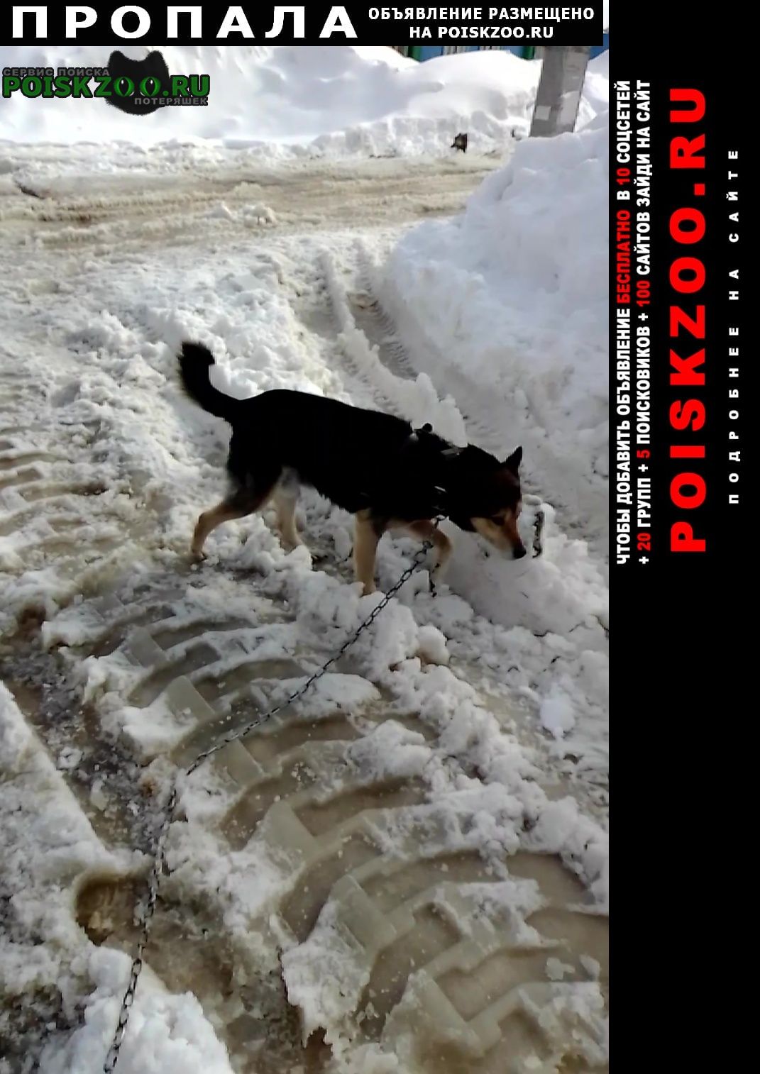 Пропала собака кобель пожалуйста помогите Казань