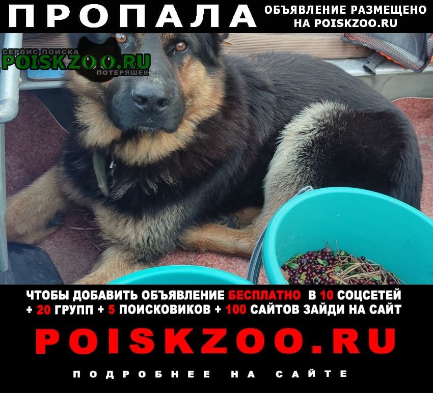 Пропала собака кобель помогите, пожалуйста, найти Пуровск