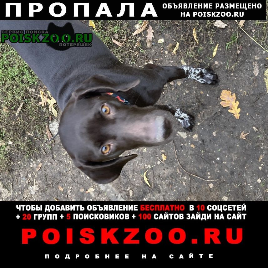 Москва Пропала собака коптево