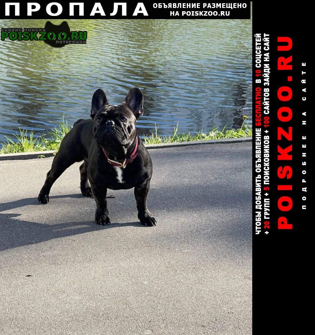 Пропала собака кобель розыск Москва