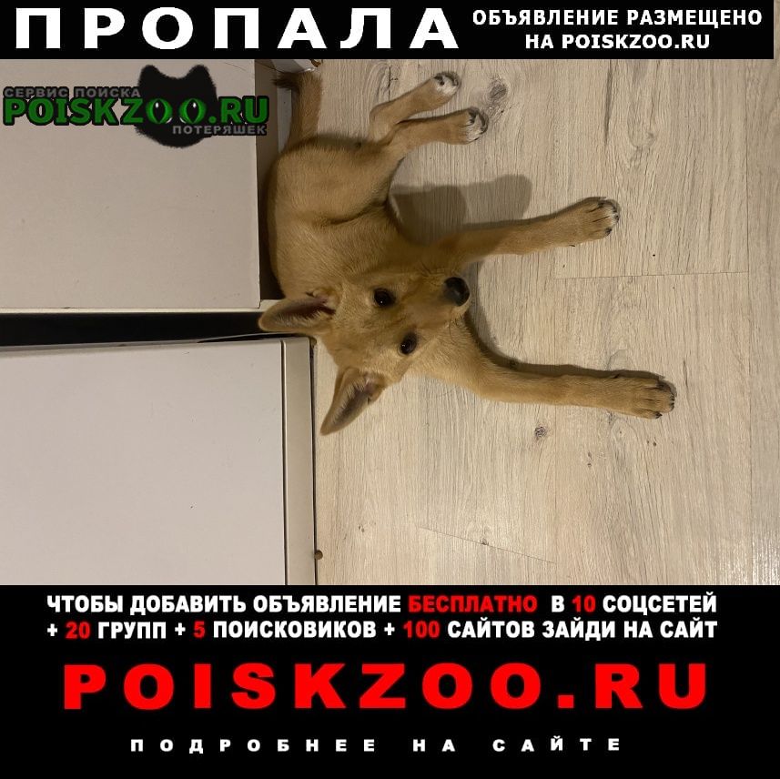 Москва Пропала собака (шалайка) похожа на лисич