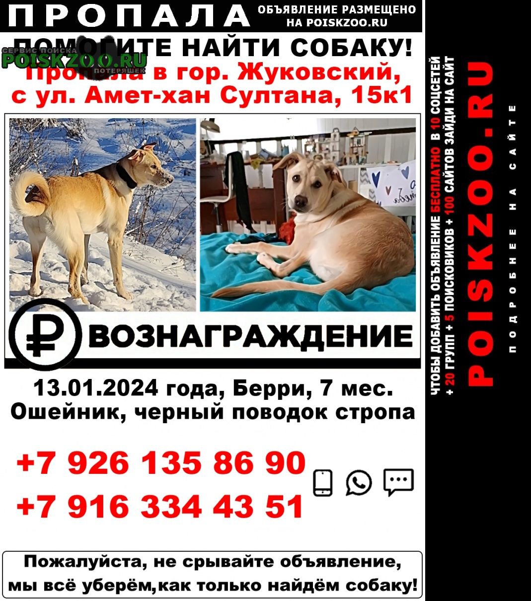 Пропала собака Жуковский