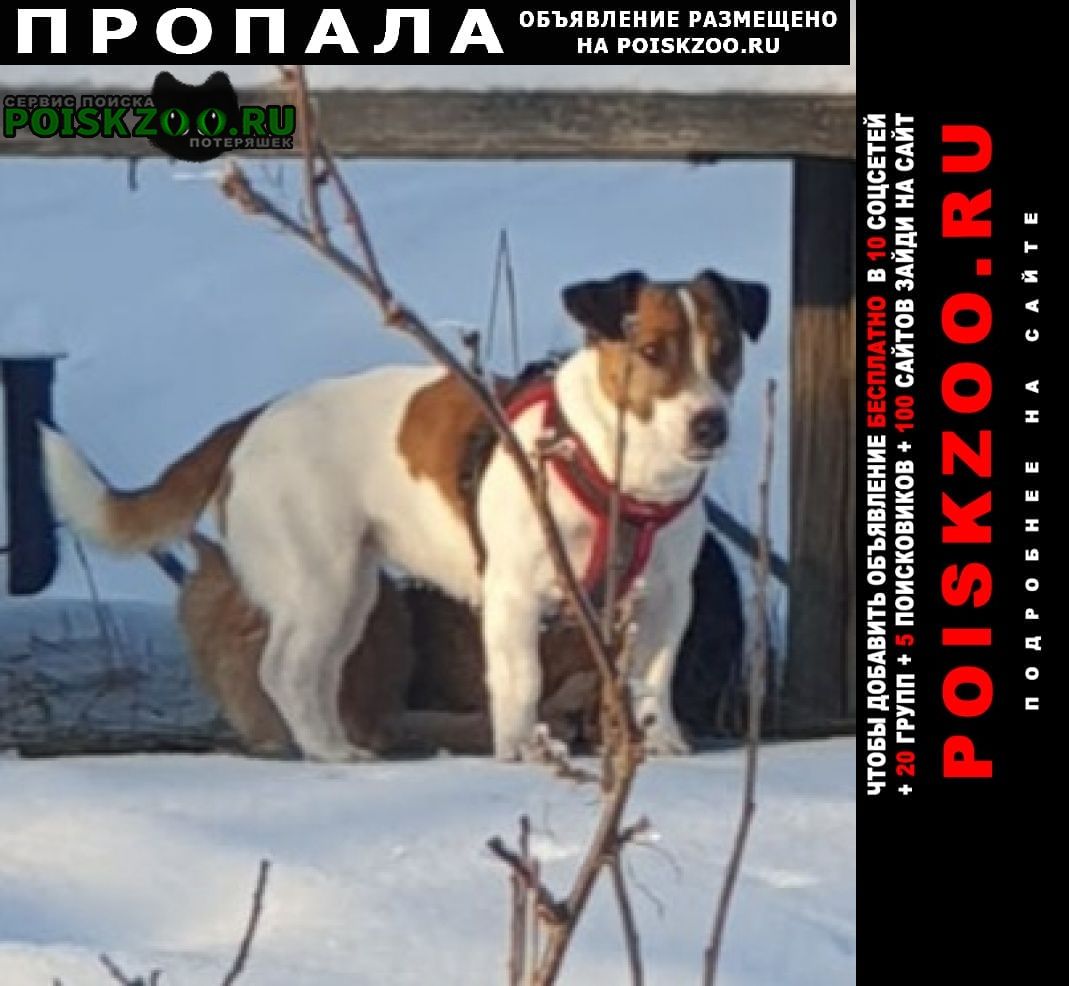 Пропала собака востряково-авиационная Домодедово