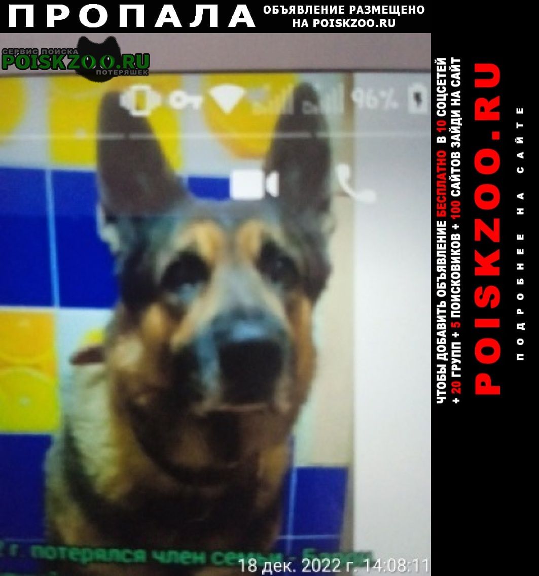 Петропавловск-Камчатский Пропала собака кобель помогите найти друга