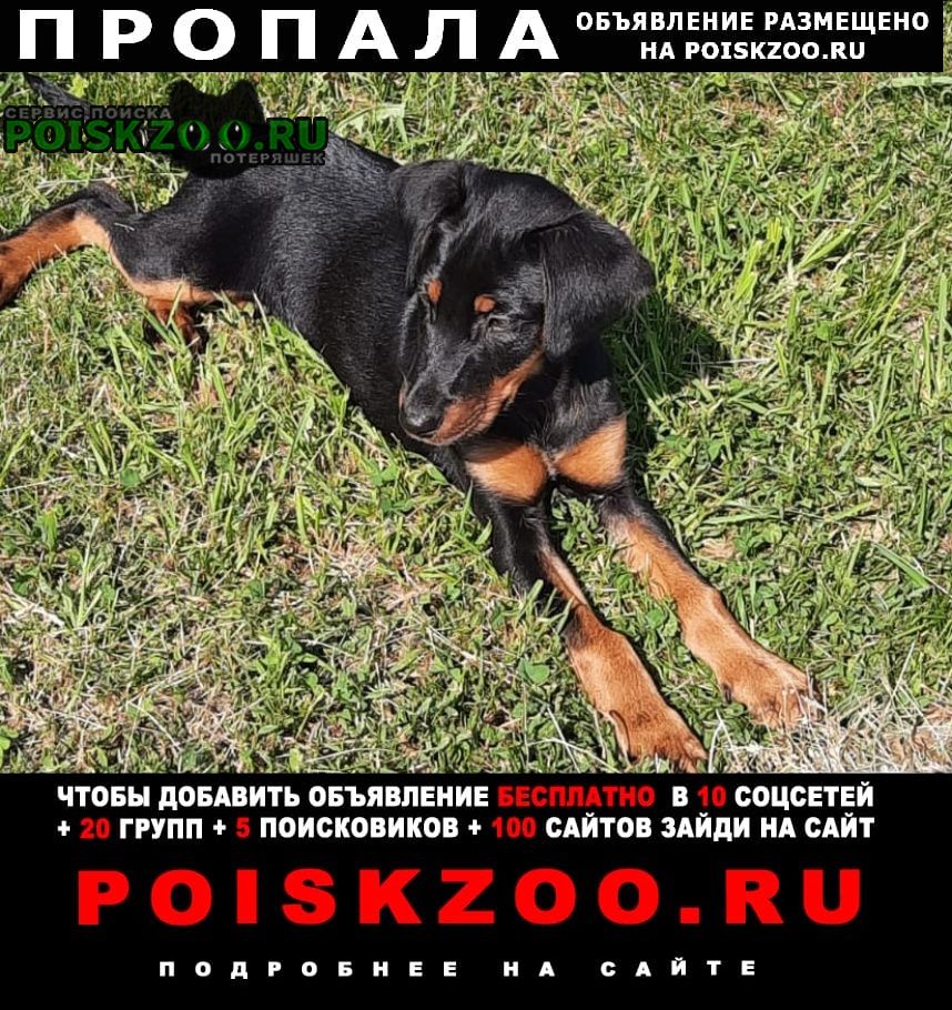 Пропала собака кобель Воскресенск