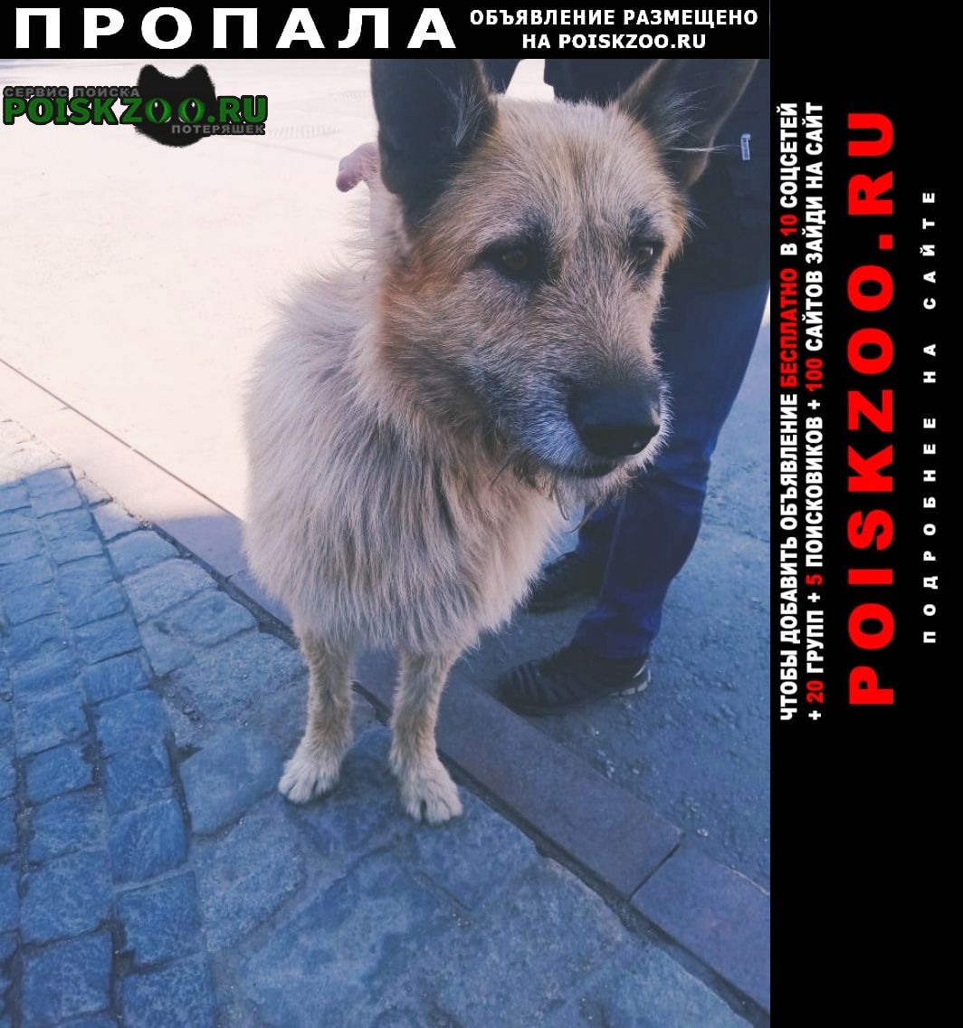 Пропала собака кобель украли собаку. район ж/д дербеневская Москва