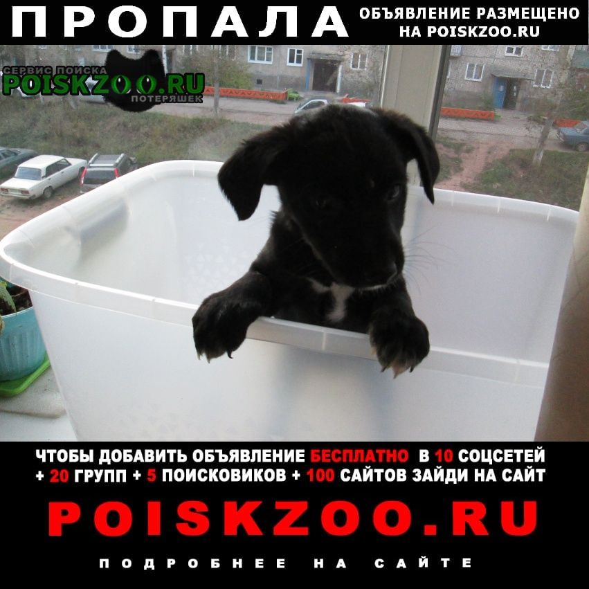 Пропала собака Железногорск-Илимский