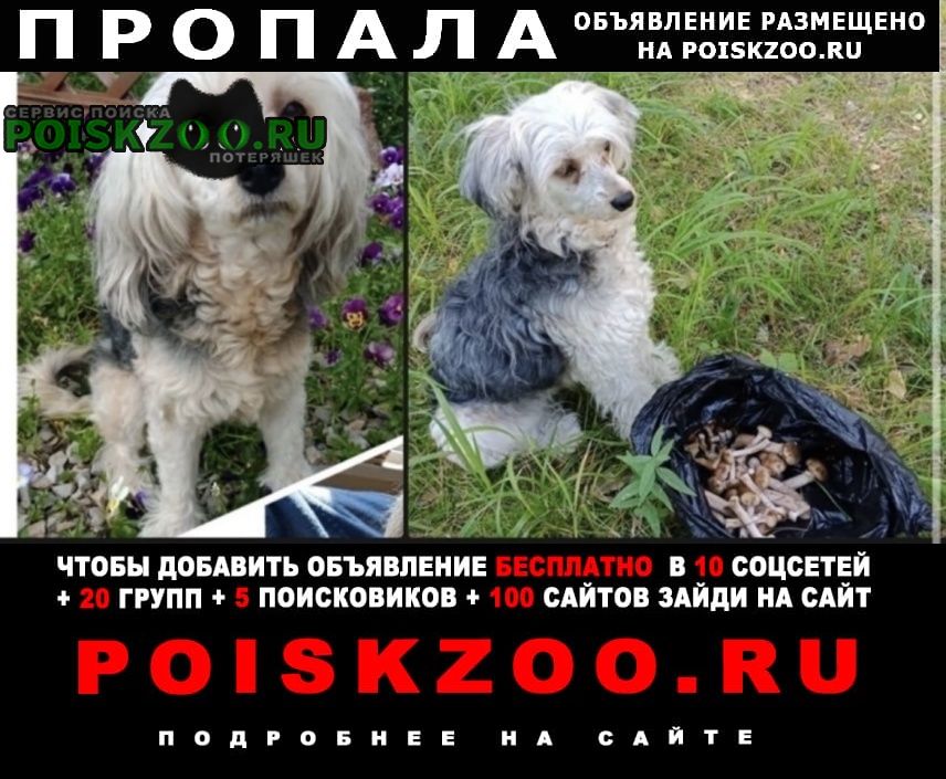 Пропала собака, по кличке рада Красноярск
