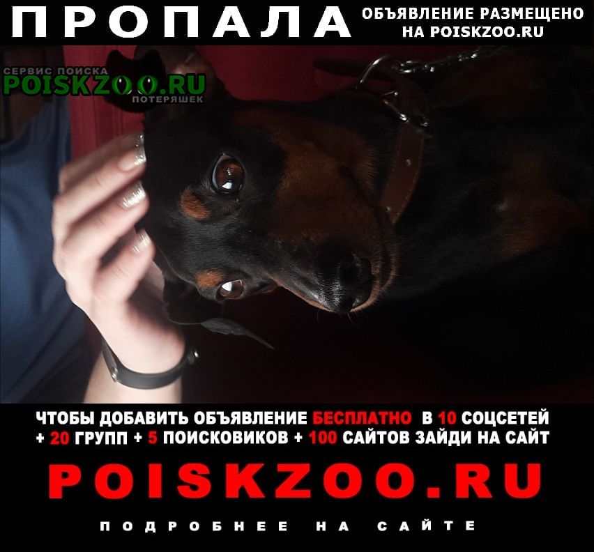 Шилово Пропала собака кобель цвергпинчер, мальчик, рэй