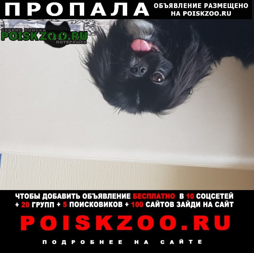 Пропала собака кобель пекинес Подольск