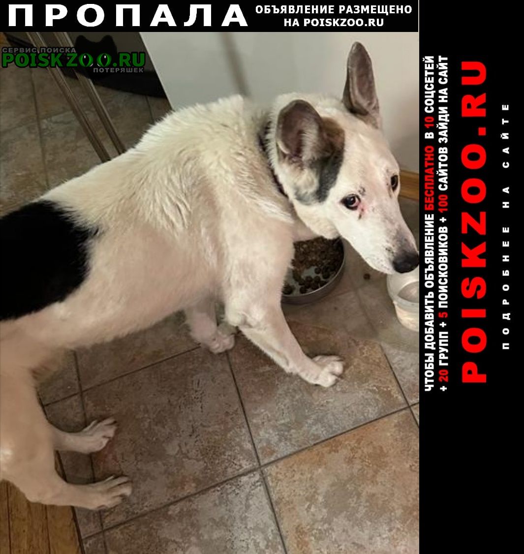 Пропала собака кобель честер, 16 лет Москва