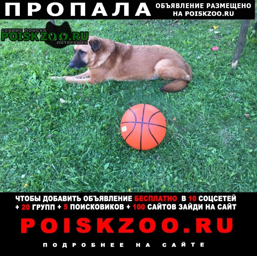 Пропала собака кобель пожилой пёс Москва
