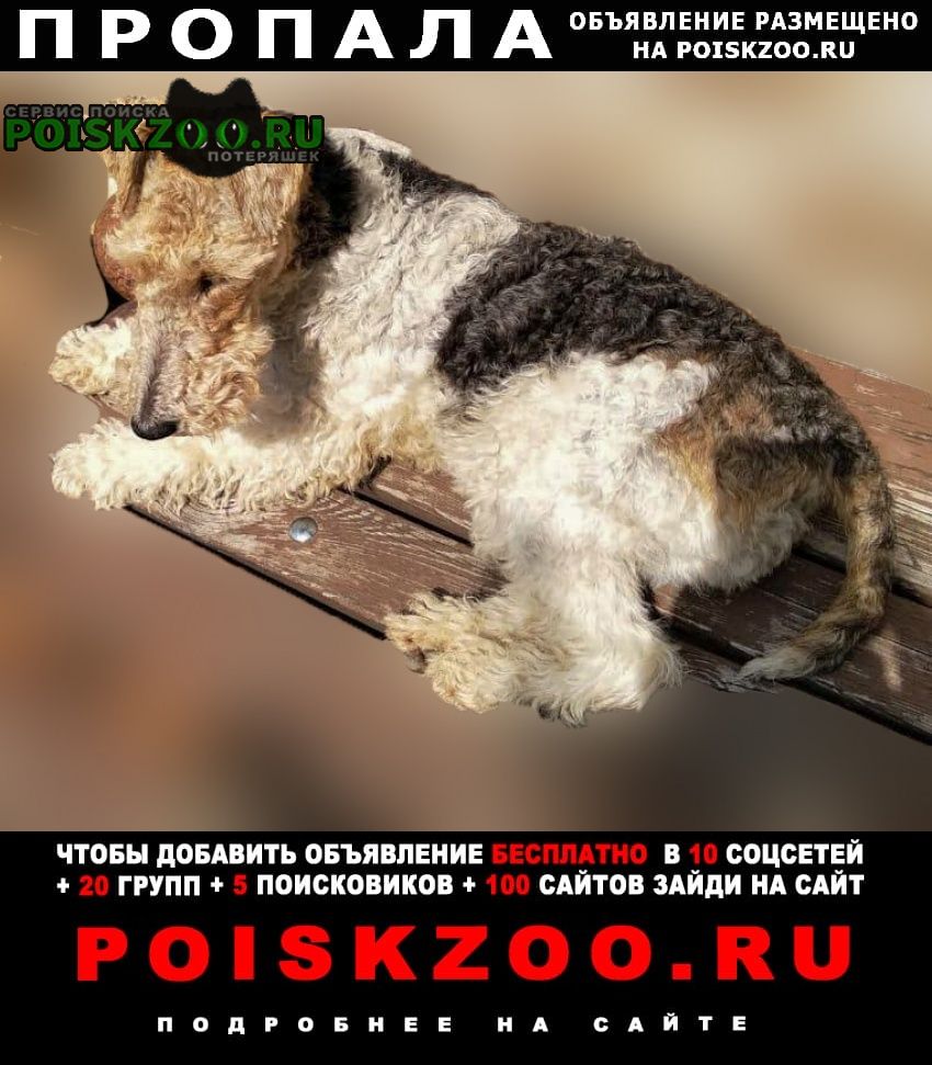 Санкт-Петербург Пропала собака без ошейника, не кусается, миролюбивая