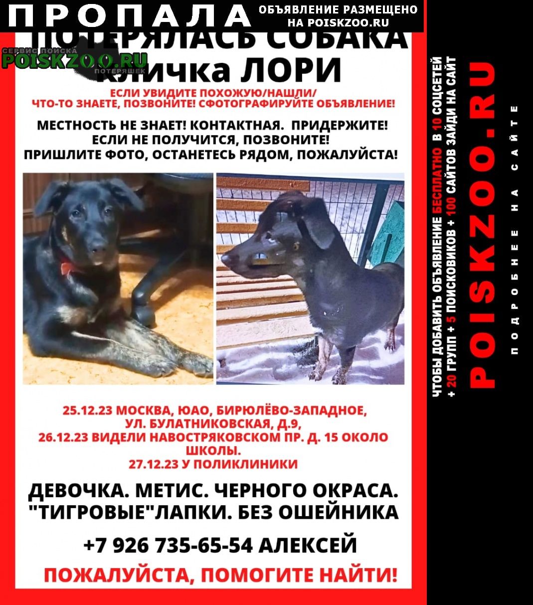 Пропала собака щенок Москва