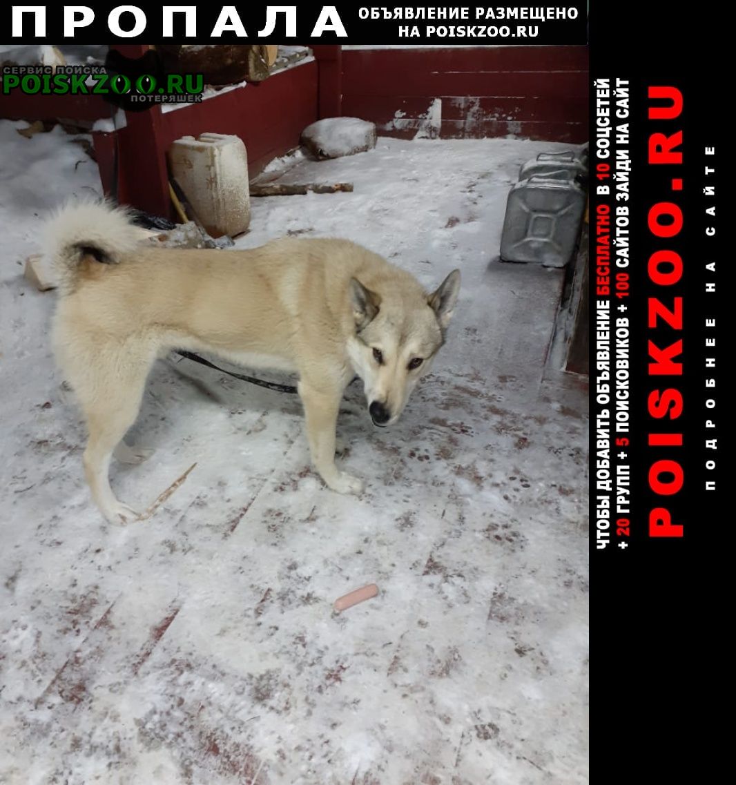 Екатеринбург Пропала собака кобель кабель лайки в пос садовый