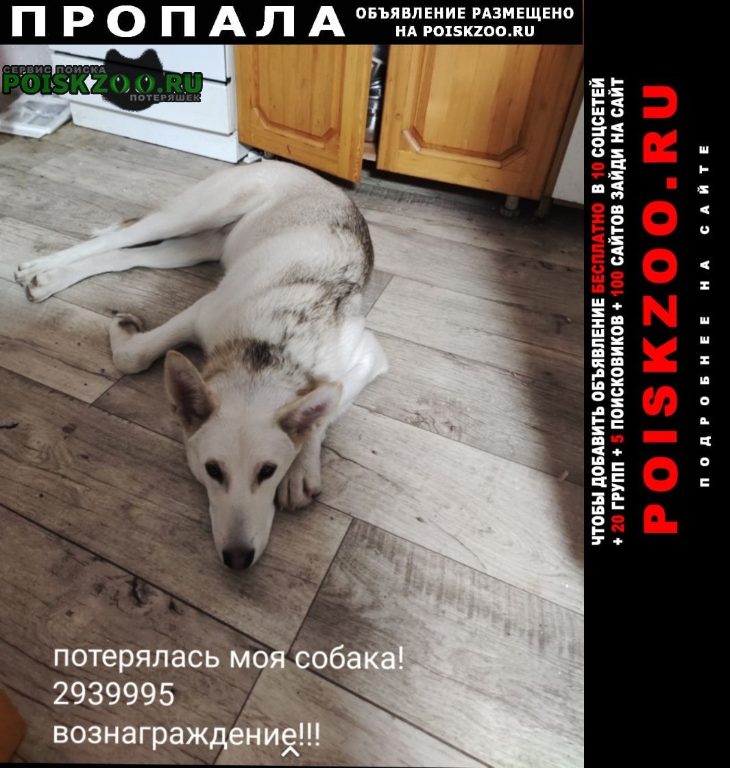 Красноярск Пропала собака потерялась в районе ул. московска