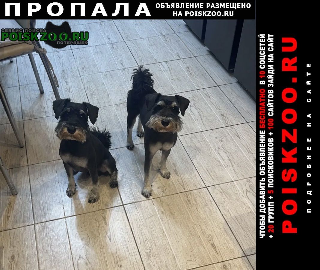 ���� ������� ������ ������ (��� ������-��������)