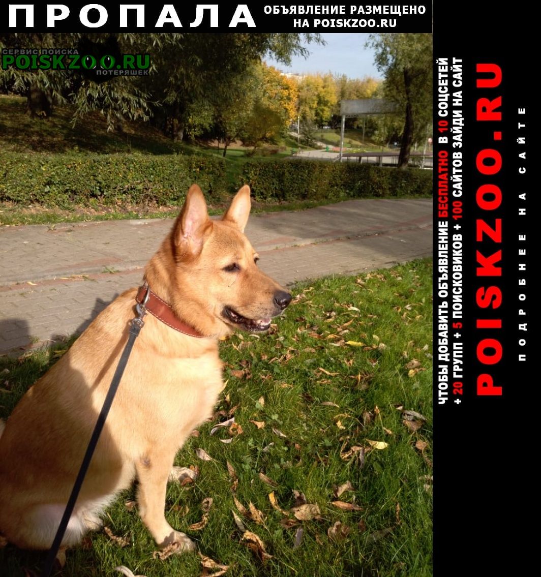 Пропала собака помогите вернуться домой Москва