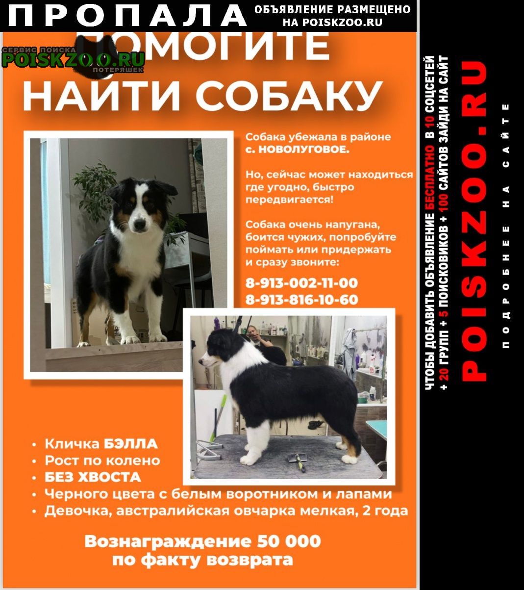 Новосибирск Пропала собака